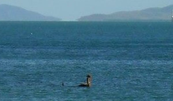 澳大利亚昆士兰州北部磁岛海面出现海怪?