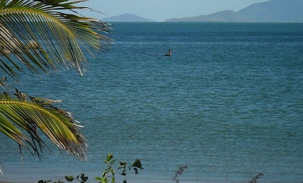 澳大利亚昆士兰州北部磁岛海面出现海怪?