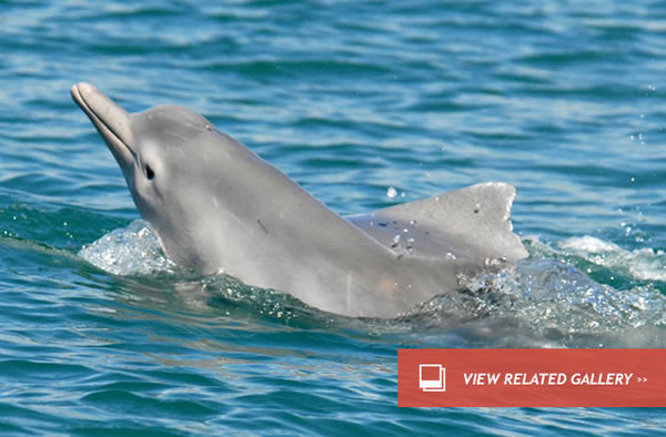 New Dolphin Species Identified Near Australia