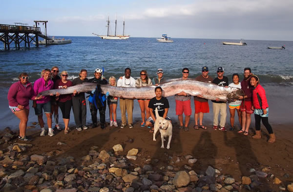 This 18-foot-long (5.5 meters) oarfish was found off a beach in Southern Califor