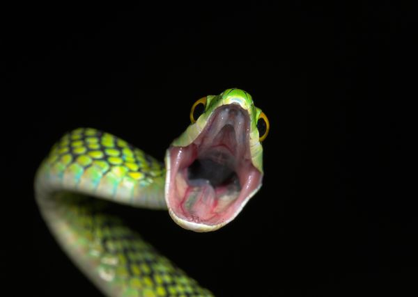 Humans may be hardwired to fear snakes.