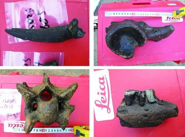 青岛大珠山旧石器时代遗址出土大量化石和石器