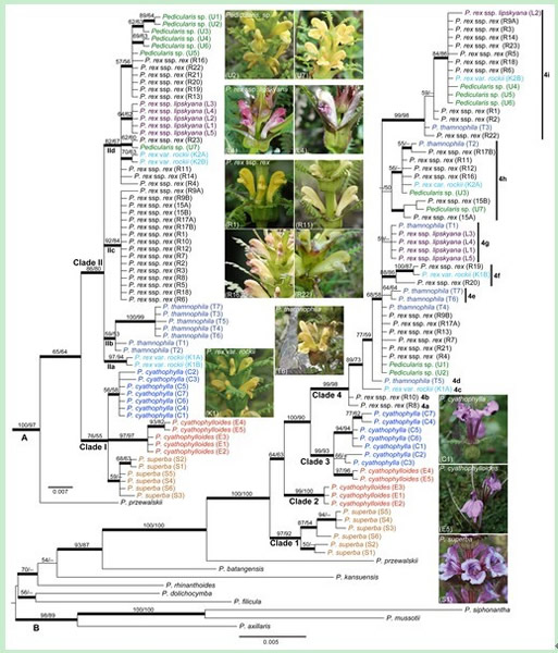 ����ITS��A����Ҷ�����������ݣ�B�������Ķ�Ҷ���ϵͳ����ͼ