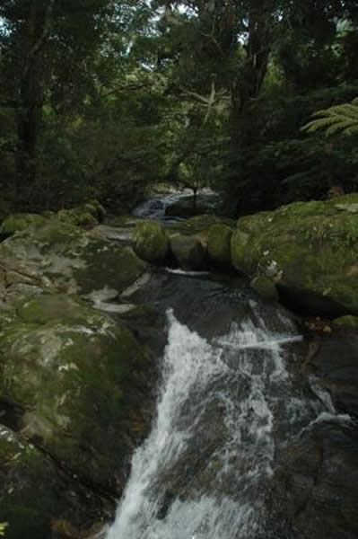 纳穆利山森林里的溪流