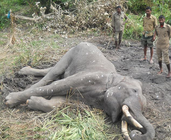 ӡ�ȿ������ӹ��ҹ�԰��ֻ����Ź����