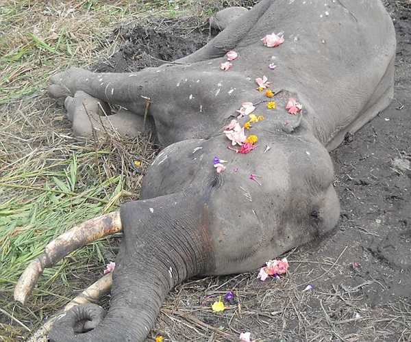 ӡ�ȿ������ӹ��ҹ�԰��ֻ����Ź����