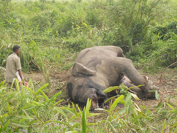 ӡ�ȿ������ӹ��ҹ�԰��ֻ����Ź����