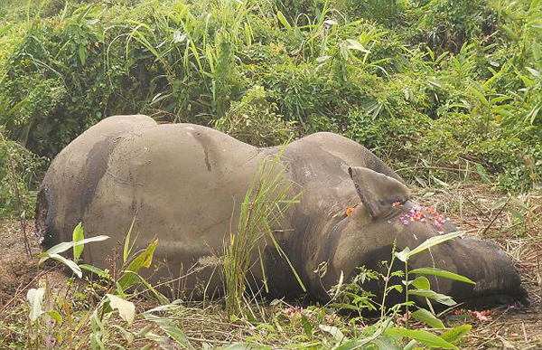 ӡ�ȿ������ӹ��ҹ�԰��ֻ����Ź����