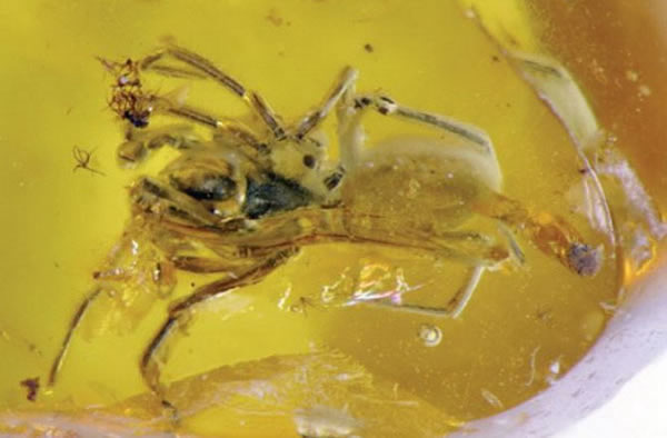 白垩纪时期蜘蛛