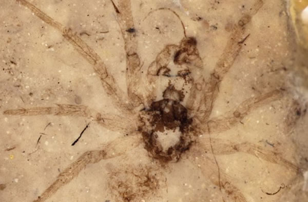 沉积岩中的侏罗纪跳蛛