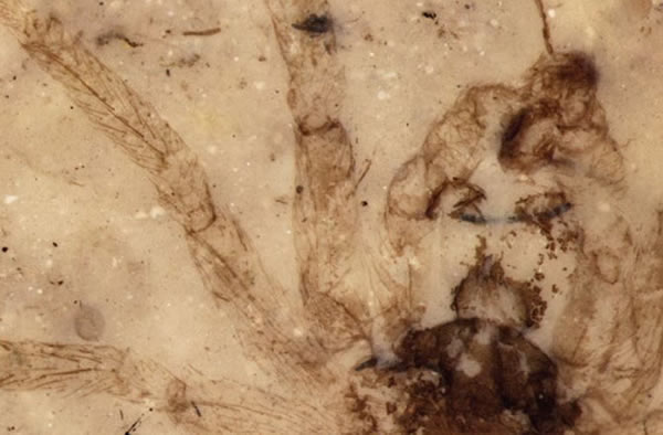 侏罗纪跳蛛结构