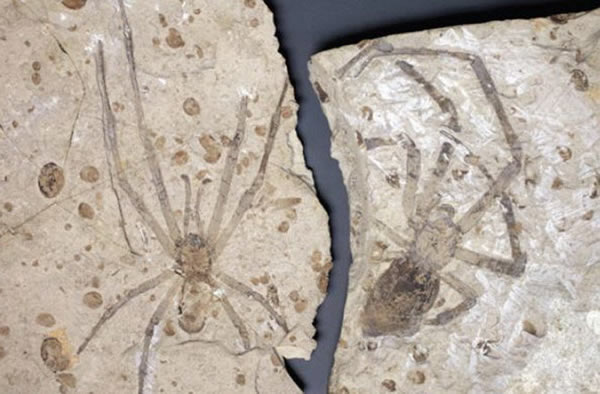 侏罗纪雄性和雌性蜘蛛