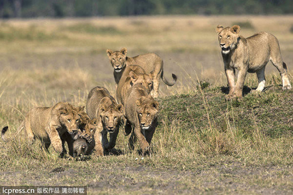 勇敢小侏獴面对七只狮子露出獠牙相对