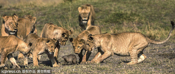 勇敢小侏獴面对七只狮子露出獠牙相对