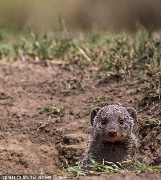 成功逃生的侏獴