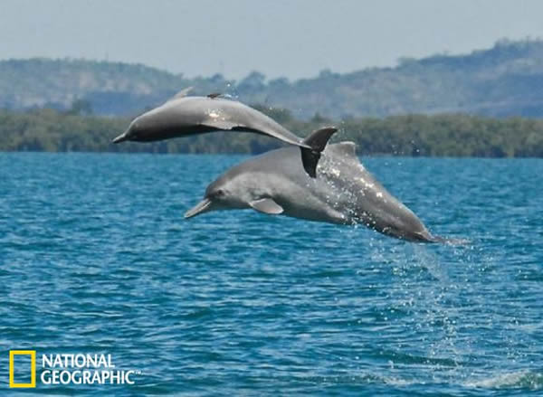 在澳大利亚北部海域，两头尚未命名的驼背海豚个体跳出海面