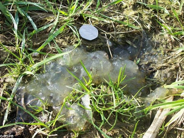 萨莫塞特郡自然保护区内发现的神秘粘性物质,有研究认为其与坠落在俄罗斯车里雅宾斯克的流星有关