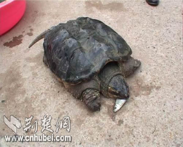 Ӧ�ǲ���19����������