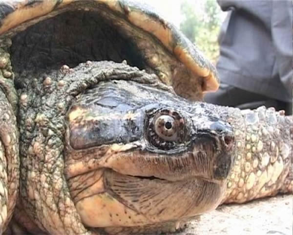 Ӧ�ǲ���19����������