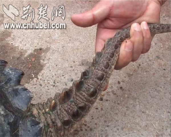 Ӧ�ǲ���19����������