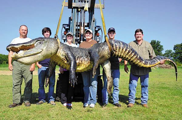 今年鳄鱼狩猎季密西西比州捕获的一条长约4.13米、重达330公斤的巨鳄，打破了该州的捕鳄重量记录