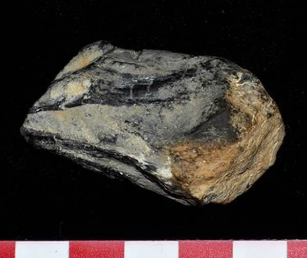 A Triassic kraken beak tip found by McMenamin.