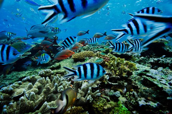 Assorted reef fish at Shark Reef off Beqa Island.