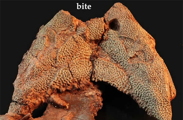 Ouch! A fossilized boomerang-head suffered a life-ending bite to the nose by a f