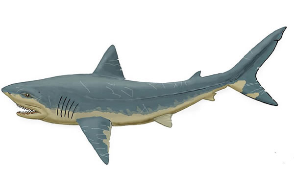 Sharks, like this recreation of Squalicorax -- identified from fossilized 100 to