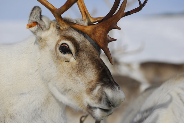 Reindeer Eyes Turn Blue as Christmas Nears
