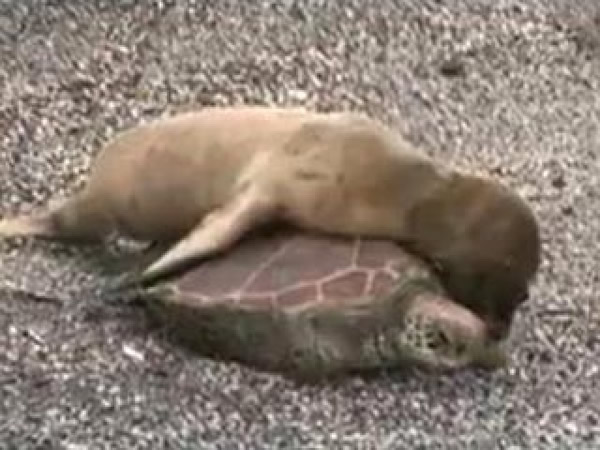 С��ʨ���Ϻ��궵��