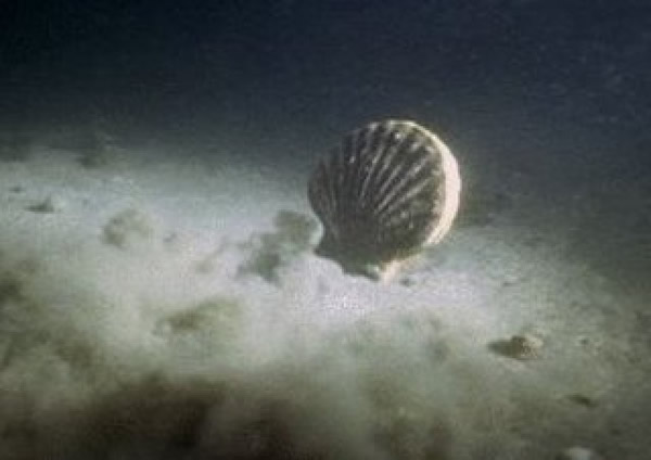 �����ܡ����ȱ�ģ���ö�Ȥ