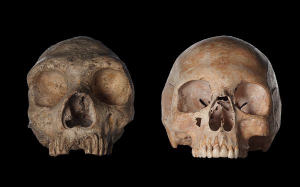 一个尼安德特人的头骨(左)和一个现代女性的头骨(右)。