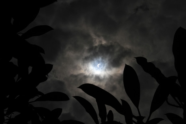 11��3�գ����ڼӶ��׶��￦��������ƫʳ������ۡ������ڼӶ�����ѧ�ٽ�����ܣ��˴γ��ֵ���ʳʵ��Ϊ�������ʳ�����ڴ￦�����ܹ۲⵽��ƫʳ���������ʳ��ָͬһ����