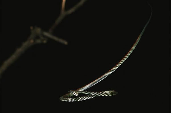 飞蛇在空中滑翔之谜