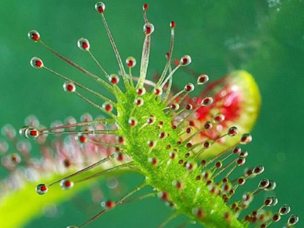 ʳ����������