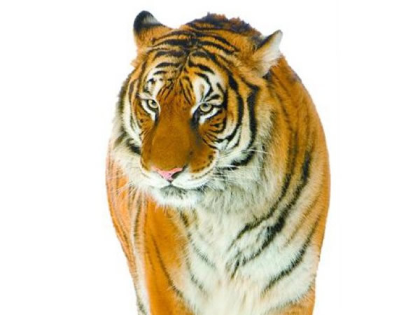 清朝农民驯化野生老虎耕田