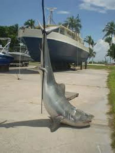 巴哈马群岛钓到虎鲨 倒吊后竟然吐出人腿