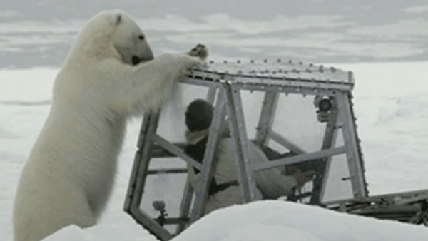 该摄制组曾在节目中讲述和北极熊遭遇的经历