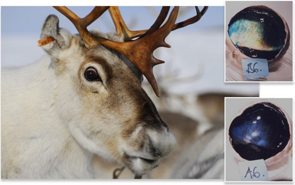 北极驯鹿眼睛中有一种天然美瞳可根据季节变