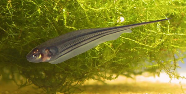 �������㣨Eigenmannia virescens��