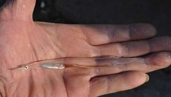 һȥ̵͸С㣬רҳƻΪ