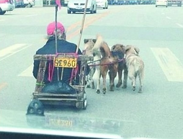 �人һ������һ����3ֻС�����ġ�ѩ�������Ͽ쳵��