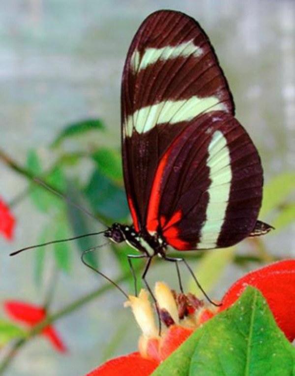 �ȴ��������̵���Heliconius)