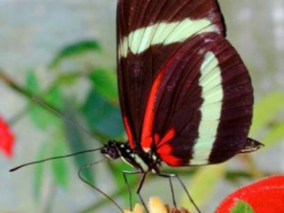 DNA甲基化\/去甲基化周期的观测 - 神秘的地球