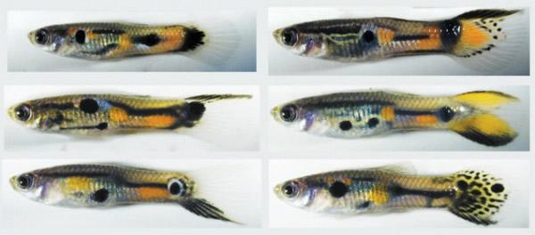 雌古比鱼显示出对有着罕见标志的雄鱼的偏好