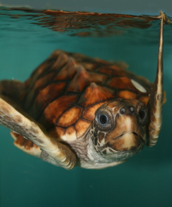 �������ᵽ������½�غ���