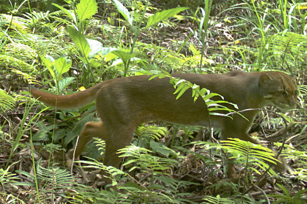 ӡ�������������ĵ����亱���������޽�è