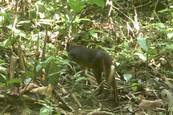 ӡ�������������ĵ����亱���������޽�è