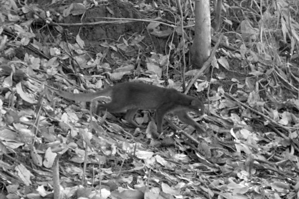 ӡ�������������ĵ����亱���������޽�è